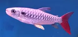 chalceus macrolepidotus 6-7cm