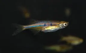 Laubuca dadiburjori 2.3-2.6cm