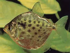 metynnis maculatus 4cm