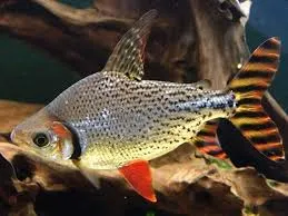 metynnis maculatus 4cm