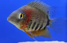 heros severum 2.5cm