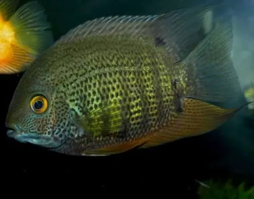 heros severum 3.5-4cm