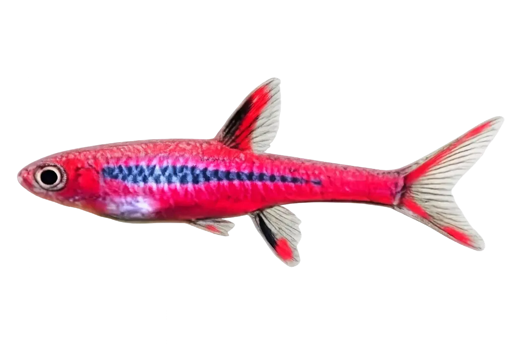 rasbora briggitae 1.2-1.5cm