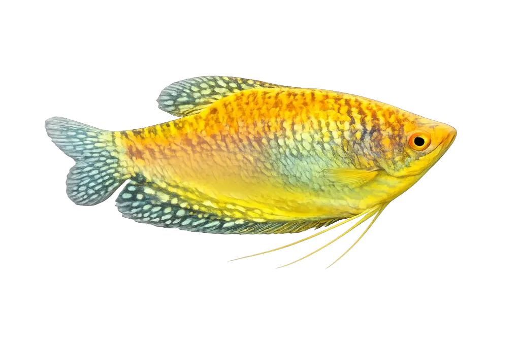 trichogaster trichopterus - gourami gold 5cm
