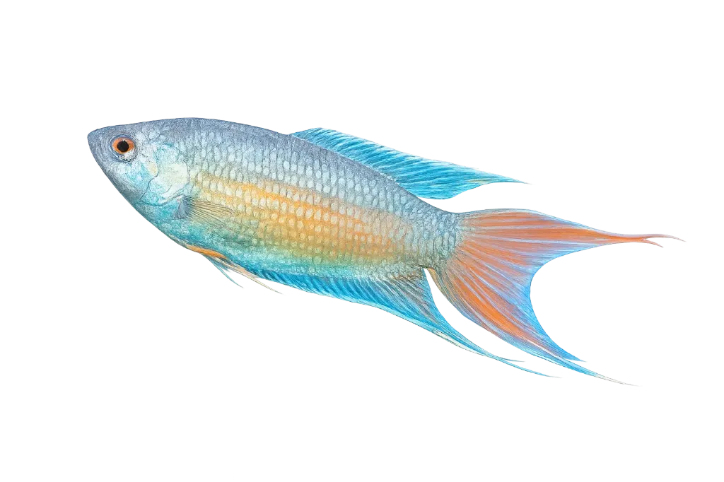 macropodus opercularis blue - paradise fish 4-4.5cm