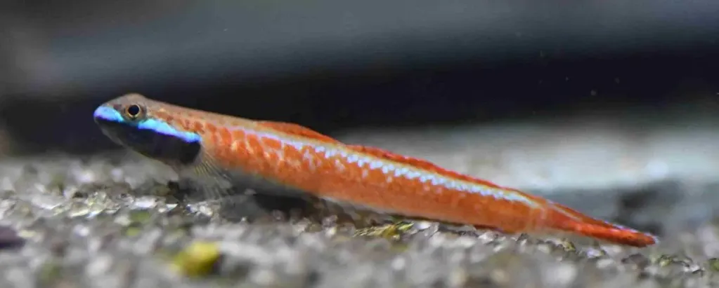 rhinogobius red 3.5-4cm
