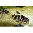 corydoras elegans 2.5cm