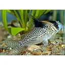 corydoras melanistius 3cm