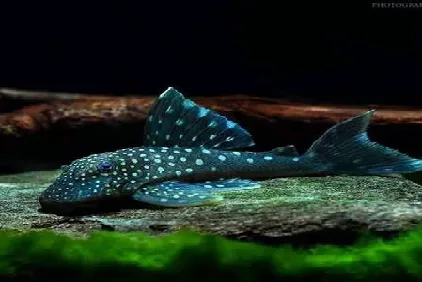 Hemiancistrus sp - blue panthom l128 4cm