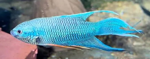 macropodus spechti royal blue - paradise fish 4-4.5cm