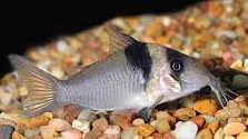 corydoras virginiae 4-5cm