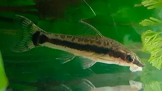 otocinclus vestitus 3cm