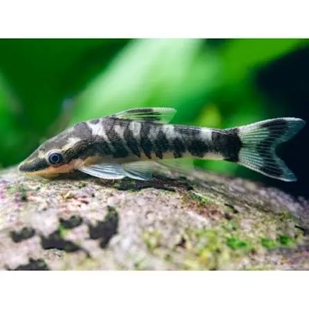 otocinclus cocama 3cm