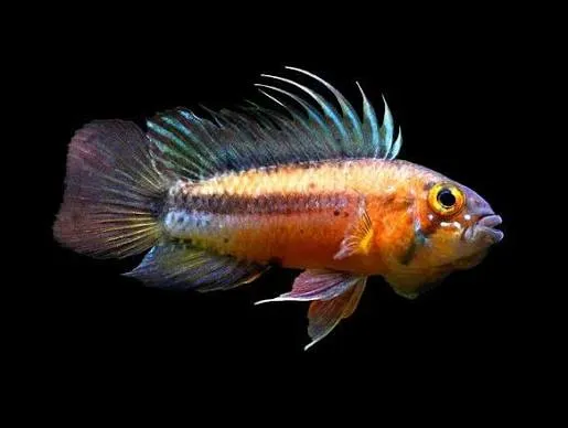 apistogramma atahualpa 4-5cm