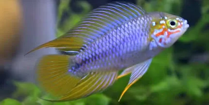 apistogramma purple 4-5cm