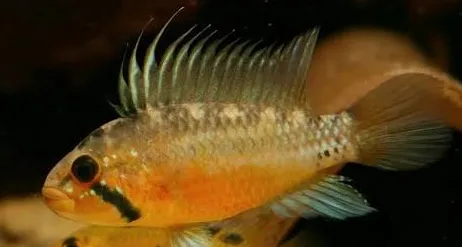 apistogramma sunset 4-5cm