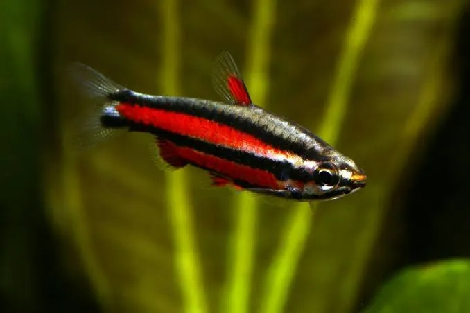 nannostomus rubrocaudatus 3cm