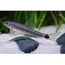 crossocheilus reticulatus 10-12cm
