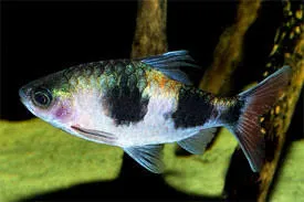 barbus arulius 10-12cm