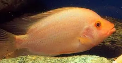 amphilophus labiatus - red devil koppel 20-30cm