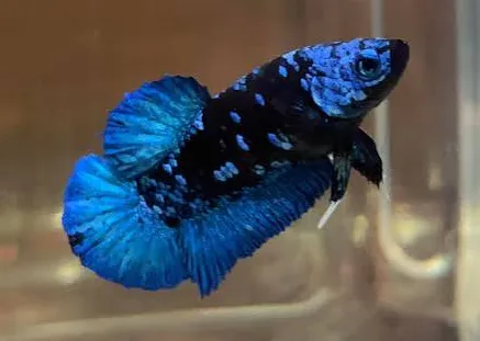 betta splendens female avatar 3-4cm