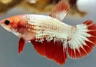 betta splendens female fancy copper 3-4cm