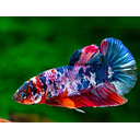 betta splendens male giant koi 5cm