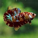 betta splendens male plakat koi 4cm