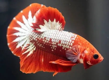 betta splendens male fancy copper red 4cm