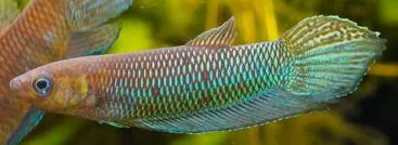 betta