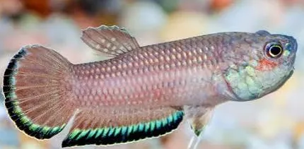 betta falx 3-4cm