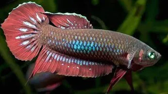 betta coccina 3-4cm