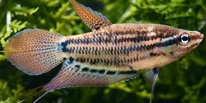 trichopsis vittata - knor gourami 3-3.5cm