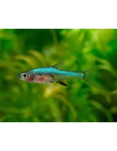 sundadanio axelrodi 1.5cm