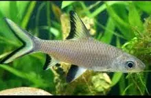 balantiocheilus melanopterus - zilverhaai haaivinbarbeel 5cm