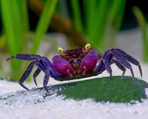geosesarma - violet vampire crab 1cm (body)