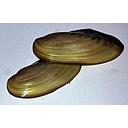 bivalvia sp - kijing clam 5cm