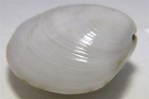 bivalvia sp - snow white clam 5cm
