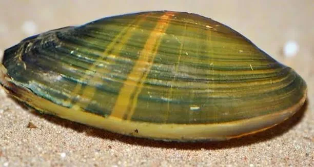bivalvia sp - golden strip green clam 5cm