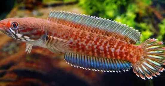 channa andrao 6-7cm