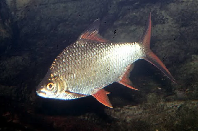 barbus schwanenfeldi 20cm