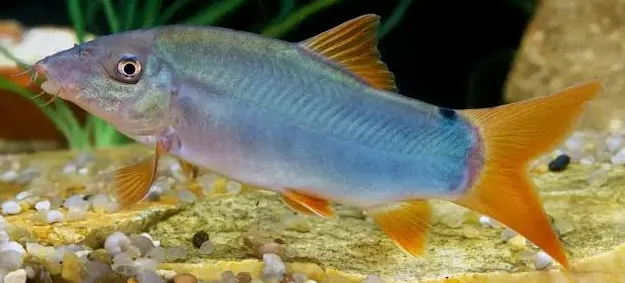 botia modesta 10-12cm