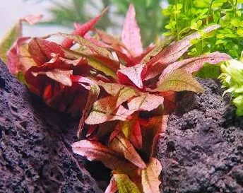 cryptocoryne pink panter