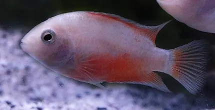 cichlasoma nigrofasciatus platinum/red balloon 3cm