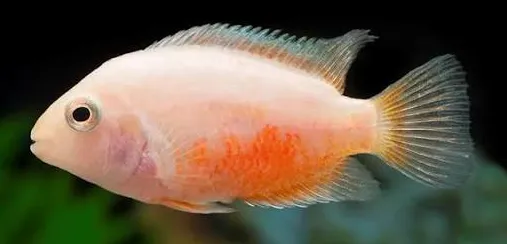 cichlasoma nigrofasciatus platinum/red balloon 3cm