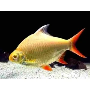 barbonymus schwanenfeldii albino 5cm