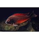 tropheus moorii moliro 6cm
