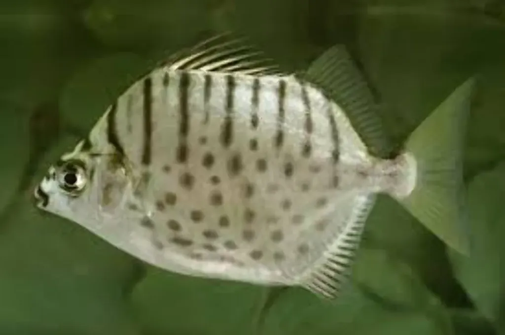 selenotoca multifasciata 5cm