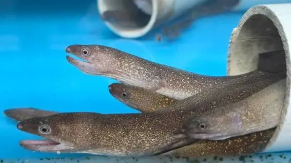 gymnothorax tile - freshwater eel 18-20cm