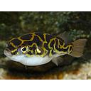 tetraodon nigroviridis 4cm